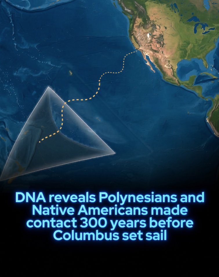 Rainmaker1973's tweet photo. Centuries before Columbus sailed, genetic evidence shows that Polynesian voyagers and Native Americans met and had children around AD 1200, a contact that historians had argued over for decades and that a genome study later treated as a single ancient event [1].

Alexander G. Ioannidis and colleagues compared shared DNA segments in 807 modern people from 17 Polynesian islands and 15 Indigenous groups of the Americas. The Native American ancestry in the Polynesian genomes matched most closely with the Zenú of present-day Colombia, which the authors use as the source population for that Pacific contact. The same analysis leaves open which way the voyage ran, so the data do not decide whether Polynesians sailed east or people from Colombia sailed west across open ocean.

A separate line of evidence sits beside the genomes. Polynesians were growing the sweet potato, a crop native to the Americas, before European contact, and the old Polynesian word for it, kumala, is close to the South American name kumara. The paper places the genetic contact around 1200, before the settlement of Rapa Nui, and treats the shared DNA as the record of that meeting.

[Ioannidis, A. G., Blanco-Portillo, J., Sandoval, K., Hagelberg, E., Miquel-Poblete, J. F., Moreno-Mayar, J. V., Rodríguez-Rodríguez, J. E., Quinto-Cortés, C. D., Auckland, K., Parks, T., Robson, K., Hill, A. V. S., Avila-Arcos, M. C., Sockell, A., Homburger, J. R., Wojcik, G. L., Barnes, K. C., Herrera, L., Berríos, S., Acuña, M., … Moreno-Estrada, A. (2020). Native American gene flow into Polynesia predating Easter Island settlement. Nature, 583, 572–577. DOI: 10.1038/s41586-020-2487-2]