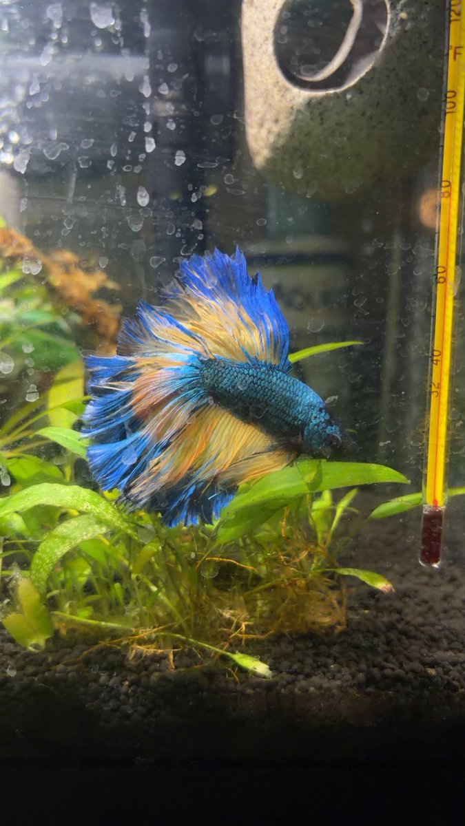 goddesssclair's tweet photo. hi everyone this is my fish sonic https://t.co/VC6p5icrKj
