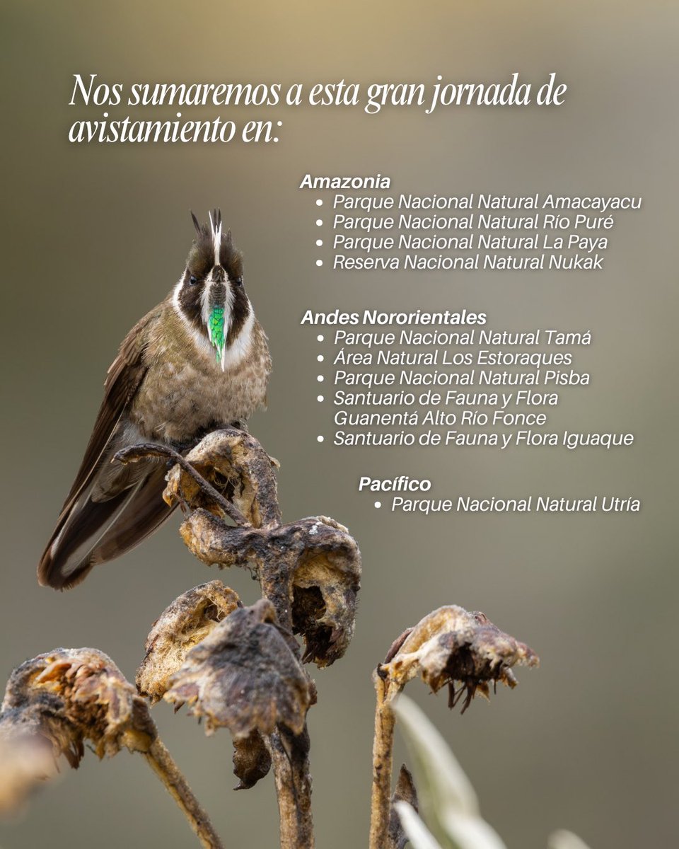 ParquesColombia's tweet photo. ¡Estamos listos para el #OctoberBigDay! 🐦

El grupo de observadores de aves de Parques Nacionales Naturales de Colombia, Andaquí, y nuestros guardaparques ya tienen listos los binoculares para sumarse a esta gran jornada de ciencia colaborativa, registrar las aves de nuestras áreas protegidas y aportar a su conservación. 💚

#PaísDeLasAves