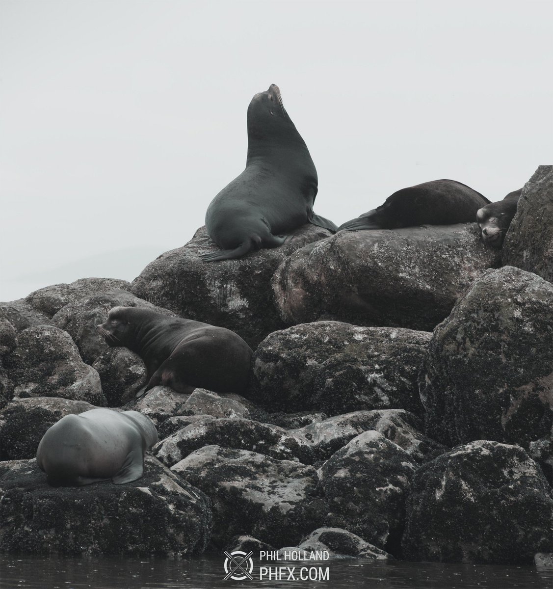 phfx's tweet photo. T𝗵𝗲 𝗨𝗻𝗶𝗺𝗮𝗴𝗶𝗻𝗮𝗯𝗹𝗲 𝗖𝗼𝗺𝗳𝗼𝗿𝘁. Of hard rock above a calm sea. 

Side note. When studying under @glennvilppu some years ago, one of the drawing excersizes he deployed was posing flour sacks. Filled up a few sketchbooks of just flour sacks living bizarre lives, bouncing around, doing their thing. This was particularly useful to help keep gestures dynamic with a sense of weight and gravity as well as convey motion and life into inanimate things.

And literally everytime I see Sea Lions all I see is flour sacks with tails, fins, and snouts. And on the inverse, when I see a flour sack, I am disappointed by the lack of those features. 

Busy day incoming, but this will be me later. Have a relaxing weekend flour sacks.