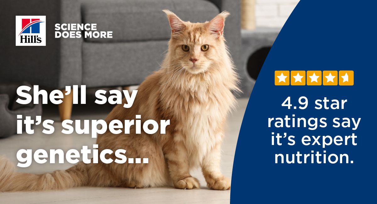 KFMza's tweet photo. With decades of research and innovation, @hillspetsa takes a science-led approach to helping your cat live a happier, healthier life. 🔬

Now, Kfm &amp; Hill's want to hear about your cat. Comment on this post for your chance to win R5 000 in prizes.

Science does more. Ts&amp;Cs apply. https://t.co/IjF1opTRcx