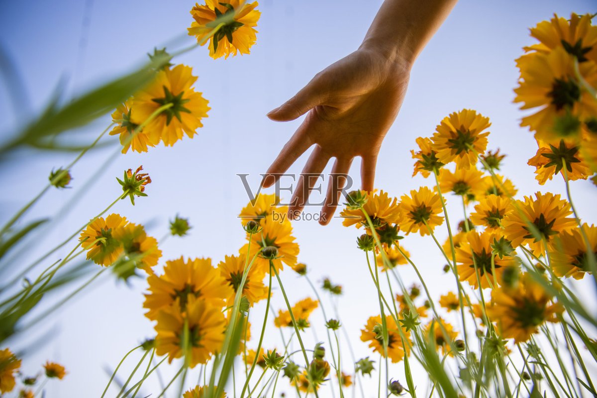 AthenaLestzy's tweet photo. [Y no solo son girasoles, las flores también traen calidez a la vida.] https://t.co/Ner0SauKWx