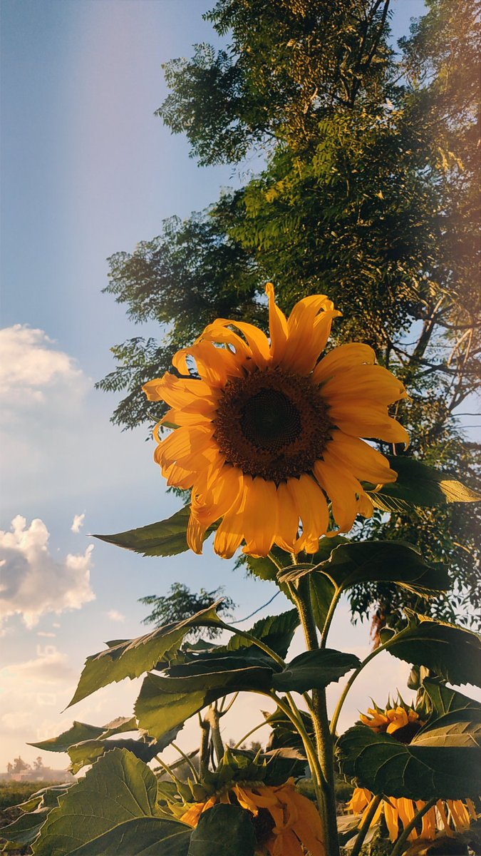 ranareda36's tweet photo. 🍂🌻📸⛅ https://t.co/6iydKsinIP
