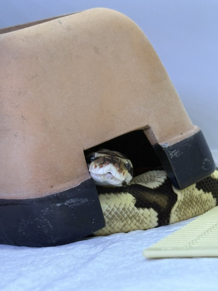 futaba_snake's tweet photo. こんばんはロニちゃん💕
はみ出てるね🤭

#ボールパイソン https://t.co/BSdlv0VYtd