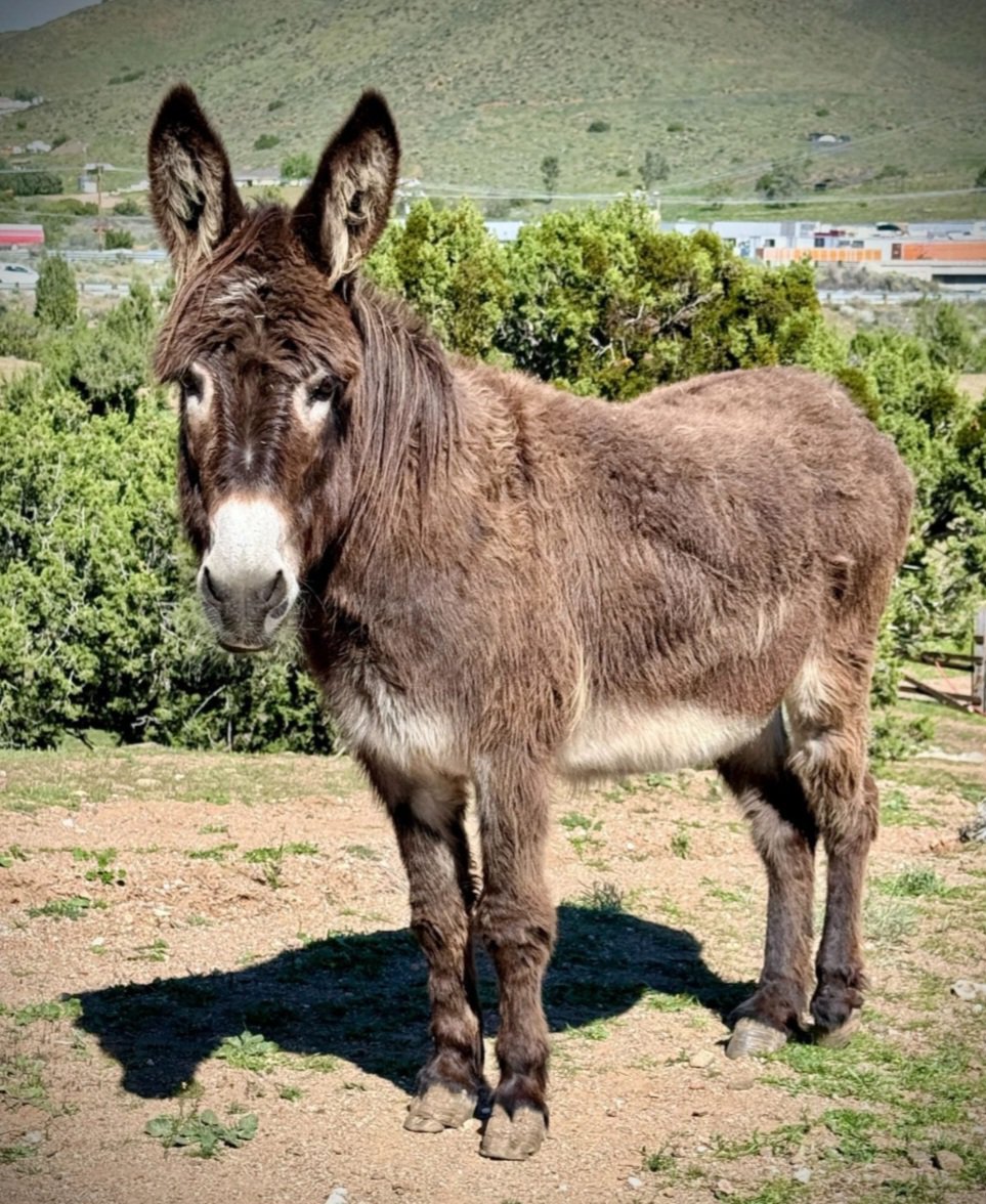 GlobalStat98363's tweet photo. @CMShehbaz Even this beautiful donkey will get more likes then this tweet of boot licker. https://t.co/BudolpLCRm