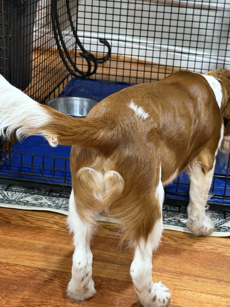 threedogsofva tweet picture