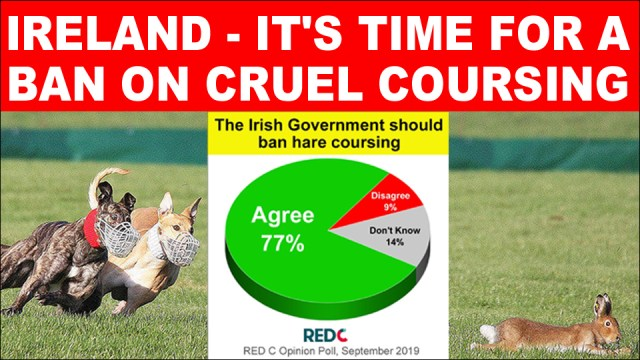 banbloodsports's tweet photo. CRUELTY CONTINUES: Hares running for their lives TODAY and tomorrow at Trim/Westmeath, Cashel and Ballyheigue coursing meetings. Join us in urging the Irish Government to #BanHareCoursing https://t.co/ryHuvww3uY @MichealMartinTD @SimonHarrisTD #Ireland #AnimalCruelty https://t.co/ymu7Hp0ADb
