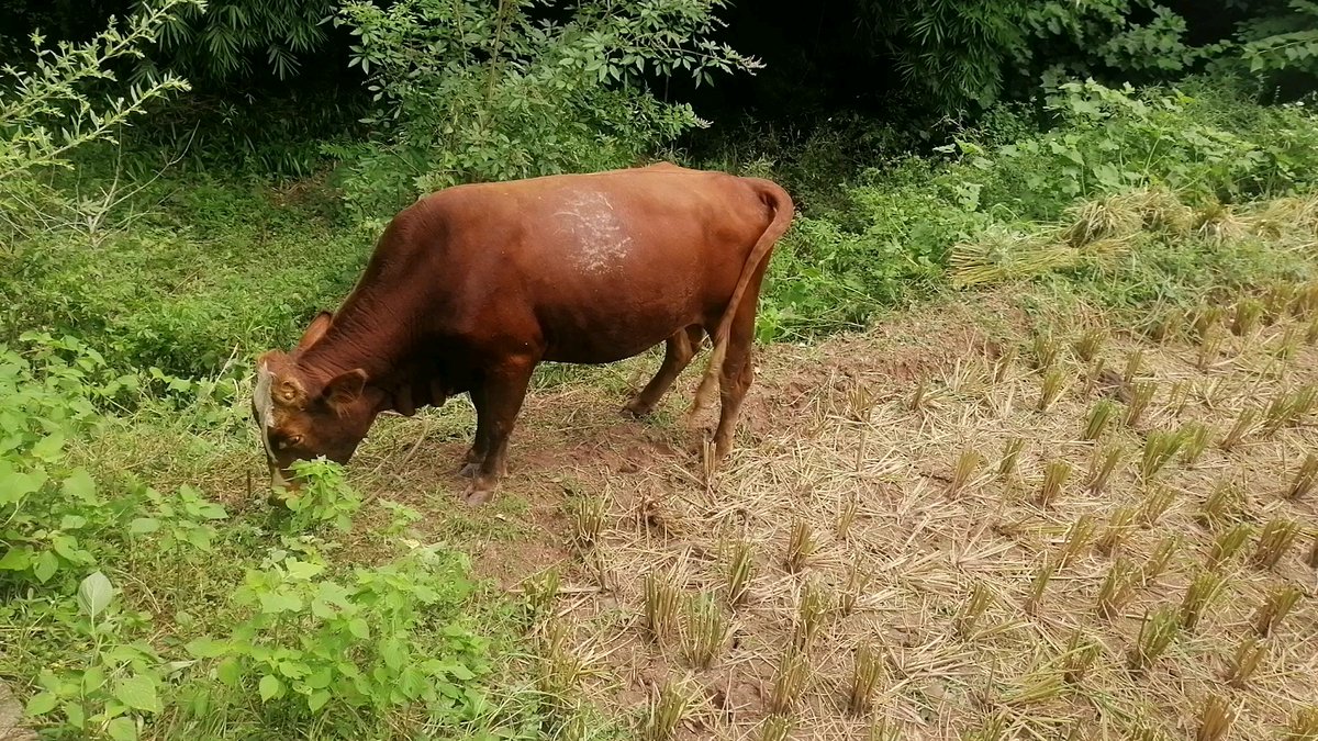 BlakelyAudte's tweet photo. El ternero come el maíz del campo. https://t.co/JGokJlfaqt
