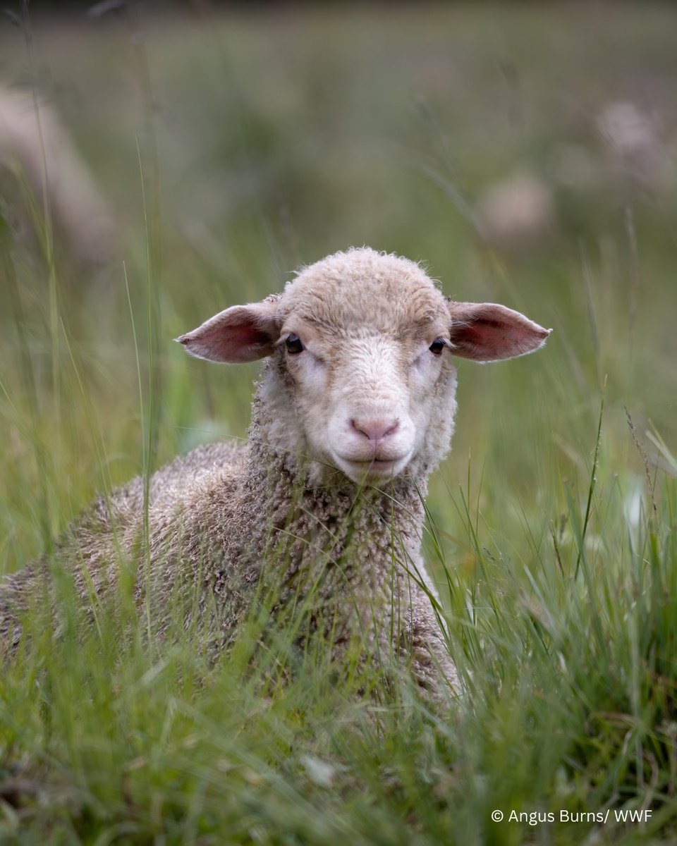 WWFSouthAfrica's tweet photo. SA has a new national park! 🌱
And yes, there may be sheep grazing in it.
The new Grasslands National Park is pioneering a model where conservation, sustainable farming and livelihoods can share one landscape.  Read more: https://t.co/GkmzsklFny

@environmentza  @SANParks https://t.co/CD9LmIhCnC