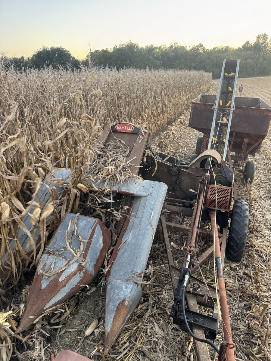 _thefarmrgrayce's tweet photo. Never picked ear corn before in our lives. Until today. my father worker and I got this New Idea picker from a great family in eastern Illinois a few months ago. The previous owners father used to pick with it each Fall back in the 60’s and 70’s. We got to learn a lot!!! https://t.co/svuMIX8LSQ