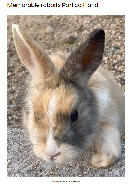 bunnyintokyo's tweet photo. https://t.co/OQkwSlSGBb Mr. Hand, a baby rabbit with an injured leg. Once treated, he can never go back to Okunoshima. The rules must change.
#Okunoshima #RabbitIsland @robersonjunko14 @jongjonnu  #rabbitisland #japan #bunny #okunoshima #hiroshima #うさぎ島 https://t.co/yQV9djua7O