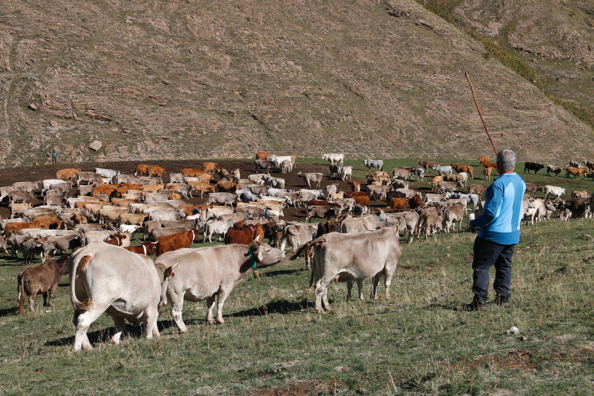 RadioSeu's tweet photo. La manca de pluja i de pastures i la calor han marcat aquest estiu l'estada de vaques a la muntanya de #Llessui. #PallarsSobirà #AltPirineu #ramaderia 📷@martalluvich + informació: https://t.co/gHl0xeQd1q https://t.co/aX6O1gL5Fs