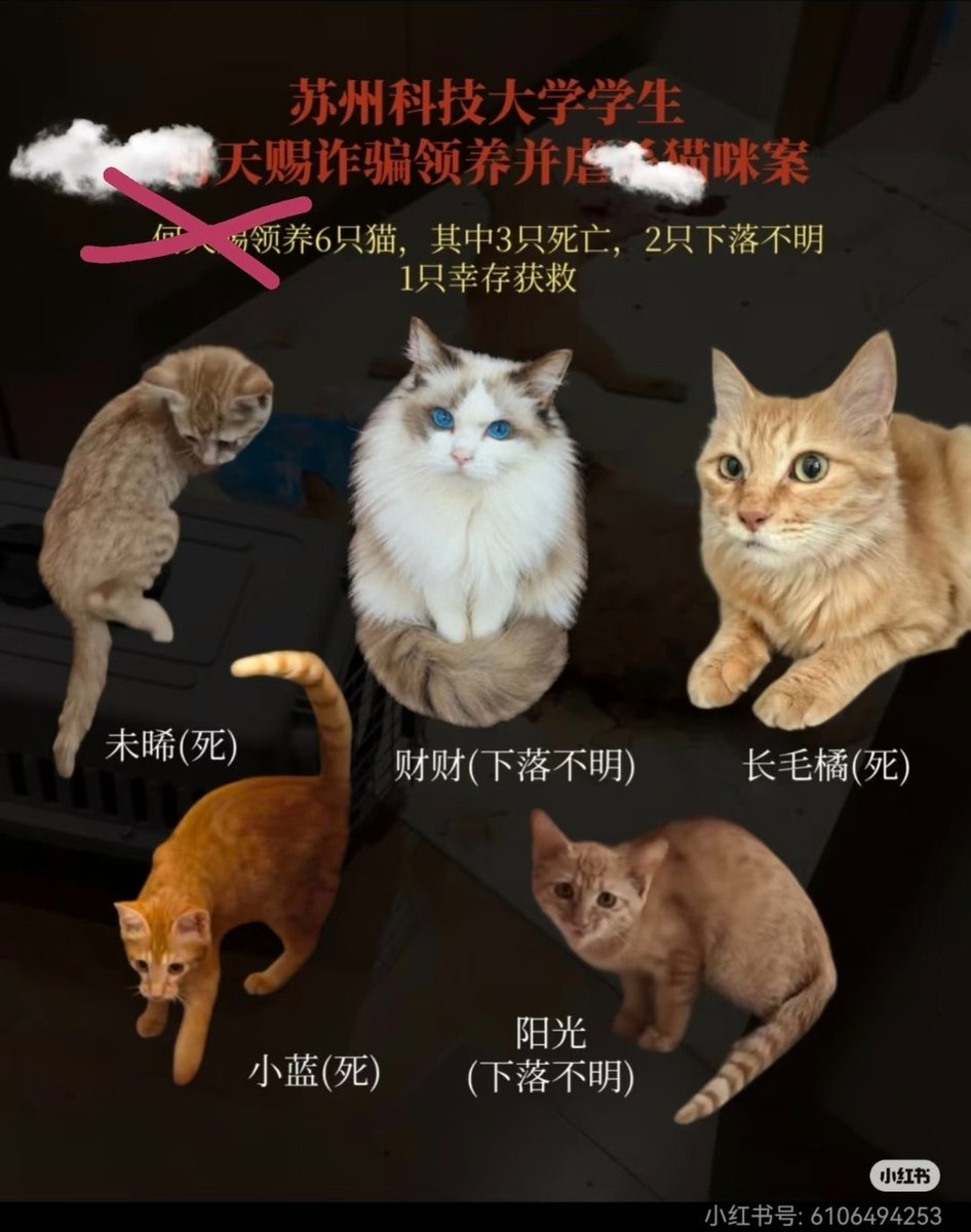 MaleficentLady's tweet photo. China's Cat and Kitten Torture Crisis. 

China's Zoosadist Epidemic.

Torturing cats to death is legal in China.

#ChinaCool ?

#ChinasCatTortureCrisis
#ChinaCatTortureCrisis 
#ChinaKittenTortureCrisis
#JusticeForCowcat
#CatTortureIsLegalInChina
#KittenTortureIsLegalInChina
#EndChinasCatTortureIndustry
#CriminaliseCatTortureinChina
#CriminaliseKittenTortureinChina
#SaveChinasCats #SaveChineseCats
#EndCatTortureInChina #EndKittenTortureInChina 
#StopCatTortureInChina #StopKittenTortureInChina
#Beijing #China #CCP #XiJinPing #APEC #APEC2026 #BRICS 
#boycottchina #boycottchinatourism
#ChinaZoosadismEpidemic
#ChinaZoosadistEpidemic
#ChinaTourism #ChinaTravel #TourismChina #TravelChina #SafeChina #ChinaMaxxing #justiceformiko #projectnomore #hongkong #shanghai #chongqing #shenzhen #usa #america #JusticeForWangWang #WangWang #旺旺 #Jieyang #BoycottJieyang #Guangdong ##BoycottGuangdong
