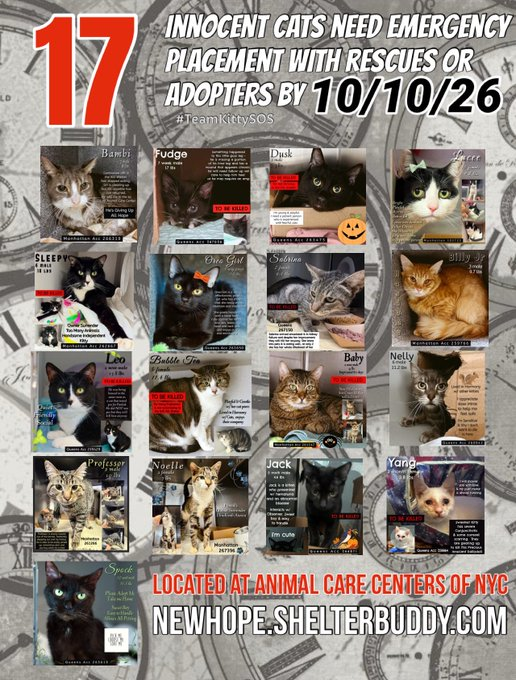 JLthekid9999's tweet photo. 🆘🆘THE 17 (😱😱😱)- POOR CATS BELOW ARE ALL AT RISK OF EU ON 10/10/26😱😱😱🆘 ￼🆘

😟😿😿MOST URGENT ON LIST ARE:

1.  LEO- (12X ON EPL)- TOO LOW ON PLEDGES) - RETURNED TO EPL ON 10/426 - LIVING ON BORROWED TIME - BEING IGNORED AND OVERLOOKED ON X AND AT SHELTER-

2.  BILLY JR - (7X ON EPL - TOO LOW ON PLEDGES) - BEING IGNORED AND OVERLOOKED ON X AND AT SHELTER- 😱

3.  DUSK - (7X ON EPL - TOO LOW ON PLEDGES) - BEING IGNORED AND OVERLOOKED ON X AND AT SHELTER- 😱

4.  BABY - (7X ON EPL - TOO LOW ON PLEDGES) - BEING IGNORED AND OVERLOOKED ON X AND AT SHELTER- 😱

5.  LUCEE - (6X ON EPL - TOO LOW ON PLEDGES) - BEING IGNORED AND OVERLOOKED ON X AND AT SHELTER- 😱

 🆘🆘🆘😱😱😱😱 MEDICAL KITTIES - THE MEDICAL KITTIES ARE WAAAAYYY BEHIND ON PLEDGES - PLEASE CONSIDER THEM:🆘🆘

1.  BAMBI (2X ON EPL)- He is a sweet but nervous cat who is not eating consistently in shelter. We suspect this is due to severe periodontal disease and stress. He needs a dentistry with extractions and a low stress environment to recover. NOT EATING/APPETITE ISSUES ARE A DEATH SENTENCE IN THE SHELTER.

2.  NOELLE - Noelle is a friendly cat who was surrendered. We have assessed that Noelle has neurologic deficits and started her on empirical treatment for toxoplasma. Noelle will need further follow up with a neurologist and need medical care that we can not provide here. She has a been very friendly when handled, but has very jerky head movements which can make handling difficult.

3.  SPOCK - Spock is a senior cat with comorbidities including dental disease, URI, and suspected diabetes. Additional diagnostics are being performed to confirm a diabetes diagnosis, and Spock will require follow up with a veterinarian. Behaviorally, he allows handling.

4.  FUDGE -Fudge is a friendly kitten who came in as a stray. We have assessed that Fudge is missing part of his left hind leg and there is a wound present there that appears chronic. Fudge will need close monitoring of this wound to ensure it is healing appropriate and will require further follow up with outside vet care. If the wound does not heal and/or if Fudge is having trouble getting around, he may need the remainder of his limb amputated. Fudge has allowed all handling and seeks attention during their exams.

5.  SABRINA - Sabrina has been diagnosed with kidney failure and severe anemia; an acute kidney injury (ie. toxin, kidney infection, other) is suspected. Her bloodwork shows severe elevations in her kidney values as well as a severe anemia; however, Sabrina has clinically improved with supportive care and is eating small amounts and is overall brighter than she was at intake. She will need continued hospitalization with placement and her long-term prognosis is guarded at this time pending continued response to treatment. Behaviorally, Sabrina is fearful, but is warming up. Today she began leaning into petting and purring after warming.

6.  YANG - Yang is a kitten with chronic conjunctivitis who has now developed a corneal ulceration. She needs continued treatment with frequent medication administration, which we are unable to provide in shelter. If her ocular disease persists or if the damage to her eyes is severe, then she may need enucleation(s). Behaviorally, Yang is sweet and allows all handling.

7.  JACK - Jack is a 5 month old kitten with a history of urinary issues. Upon presentation to the shelter, he had a significantly abnormal bladder and hematuria. His hematuria has resolved, but his urinary tract remains abnormal with apparent masses within the urinary bladder. Jack's diagnosis is unknown and his long-term prognosis is guarded. Clinically, he is eating well and now urinating in the litterbox. He will need advanced imaging and additional diagnostics with placement. Behaviorally, he is sweet and allows all handling.
 
🆘🆘TIME IS RUNNING OUT FOR THE OVERLOOKED AND IGNORED  AS SHELTER IS AT MAX CAPACITY🆘🆘

- ALL VERY LOW ON PLEDGES  & AT HIGHEST RISK FOR EU/SILENT KILL😱 😟😟😟

PLEDGES WILL HELP STIMULATE RESCUE INTEREST FOR ALL🆘🆘🆘

NOW IS THE TIME TO ACT FOR THESE LITTLE ONES-��🥹🙏🙏

PLEASE SHARE AND PLEDGE IF YOU CAN- CONTACT RESCUES/FOSTERS/ADOPTERS.

@AdamsPaulGrimke 
@mehser12

Thank you