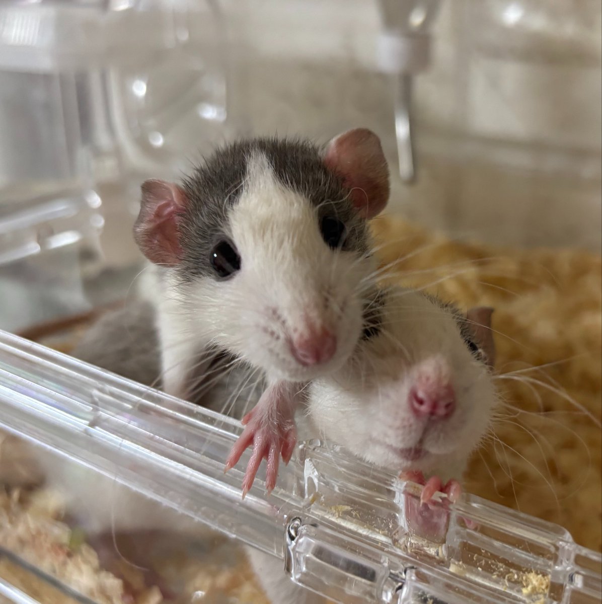 SOORAAMARU's tweet photo. 先代のラットも亡くなってしまって、二人暮らしの兄弟ラット🐁

相変わらず仲良しで、プロレスは良くしてるけど今のところ問題なさそう。

先代雄ラット2匹みたいに大喧嘩せず暮らしてくれるといいなぁ🥺
 #ファンシーラット https://t.co/CeHpZ2CO5Q
