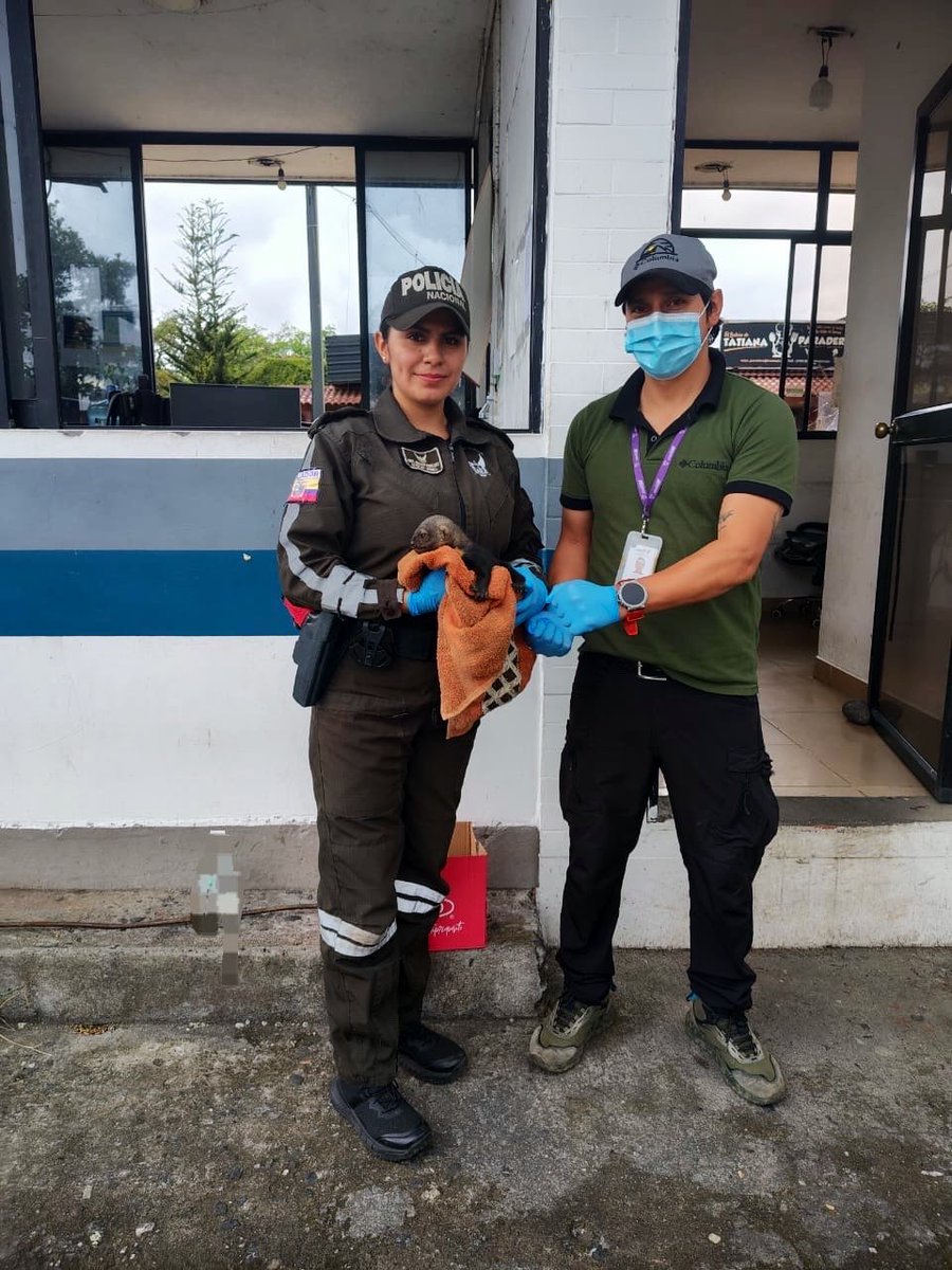 PoliciaEcZona3's tweet photo. 📍 #PASTAZA| RESCATE DE VIDAS SILVESTRE
El personal de la #UPMA, enfocados en reducir el tráfico ilícito de Fauna y Flora silvestre; logró el rescate de una espécimen de vida silvestre:
- 01 Tayra (Eira Barbara)
#PolicíaEcuador
#EstrategiaOperacional3D https://t.co/iNebHYLHtV