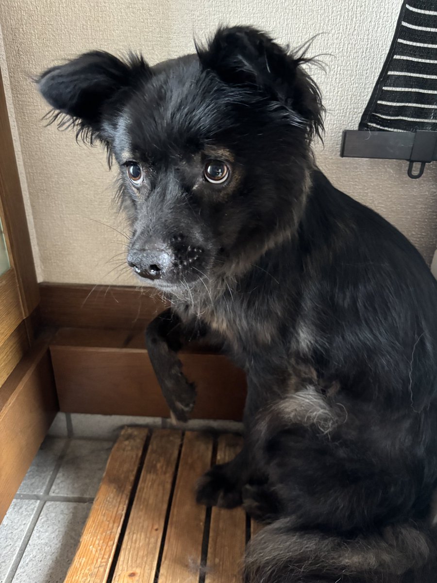 Syou_bu1250's tweet photo. 何回も再掲してごめんね　可愛くて仕方ないの https://t.co/DHaMzizpNr