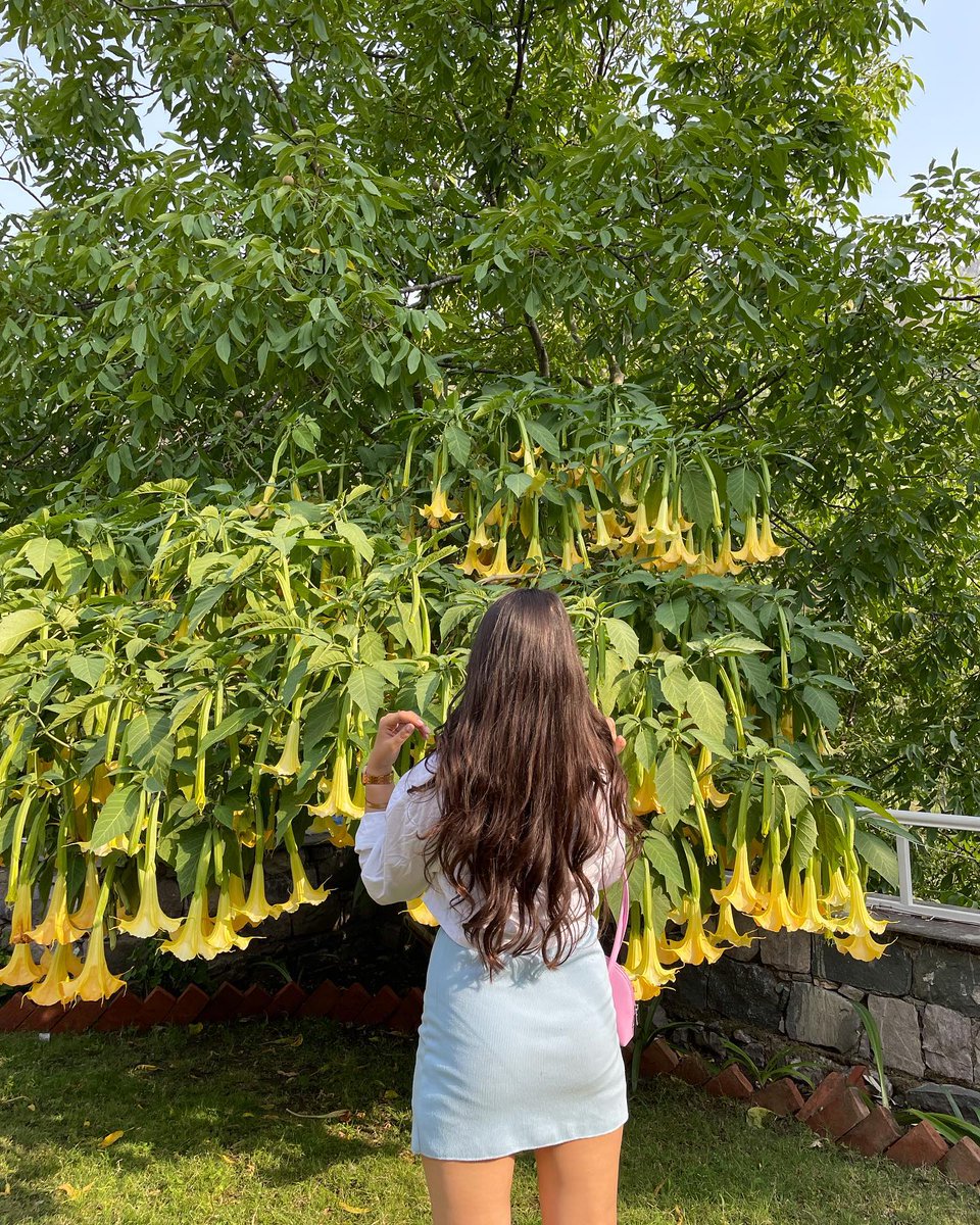 UsefulIy's tweet photo. 🌼 Lost in nature, found in peace. 💛✨ 
Just me, sunshine, and a little floral magic. 🌿☀️ https://t.co/aWTnVJP8eW