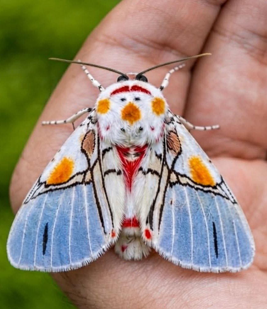 natural77384672's tweet photo. Clown Face Tiger Moth https://t.co/QZMCCOEQBf