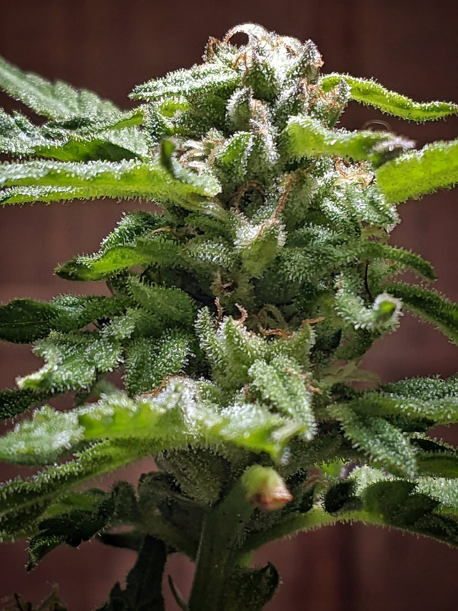 Flowery420's tweet photo. Super Lemon Haze 🍋‍🟩 

Seed Bank - Seis Pés Seeds  https://t.co/sr1HeWsITH 

#cannabiscommunity
#growoutdoor
#SuperLemonHaze https://t.co/wcWDhS1EnS