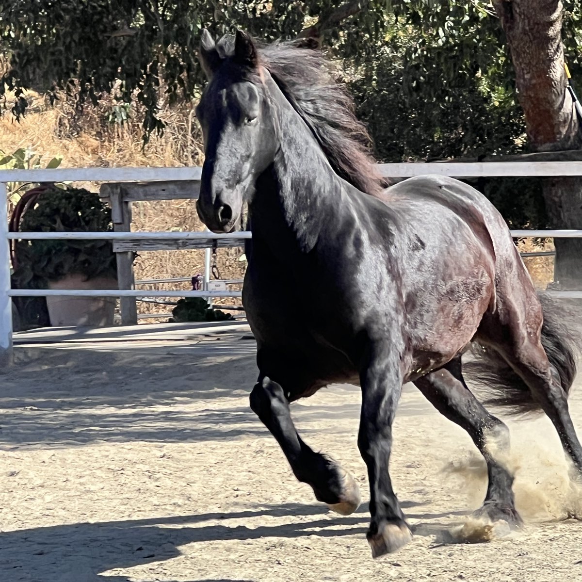 Hanaeleh's tweet photo. "All horses are therapy horses. The majority are just freelancing." https://t.co/ko8iV4vixN