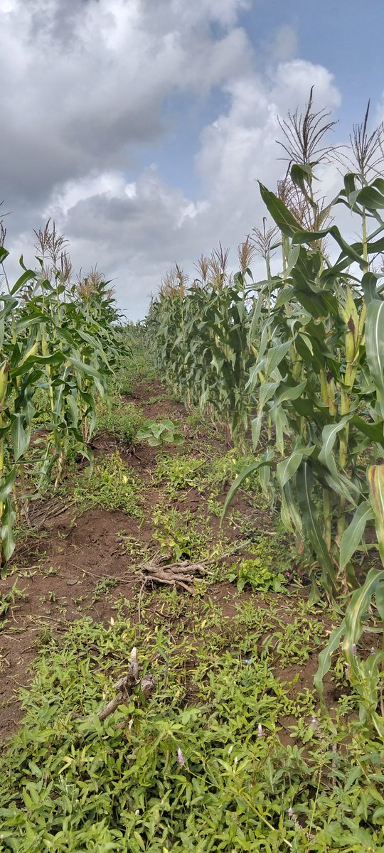 ahmedaliom's tweet photo. Corn🌽 production https://t.co/8MR9pCsgo9