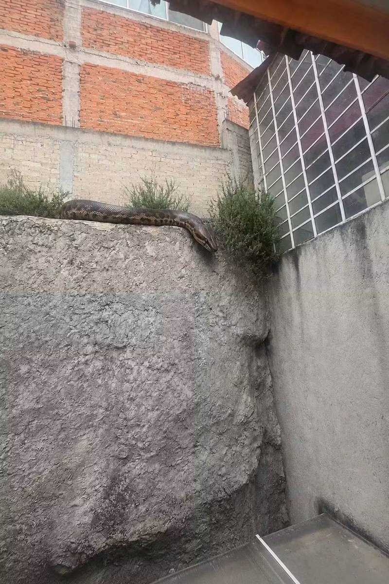 soyluisgabriel1's tweet photo. ⚠️🐍 Una serpiente del gran tamaño fue reportada en la zona de Lomas Lindas, en Atizapán de Zaragoza, #EdoMex. 

Ante el avistamiento, autoridades emitieron una alerta y pidieron a la población evitar acercarse al ejemplar o intentar atraparlo. 

☎️ Si lo ven, deben avisar a las autoridades correspondientes.