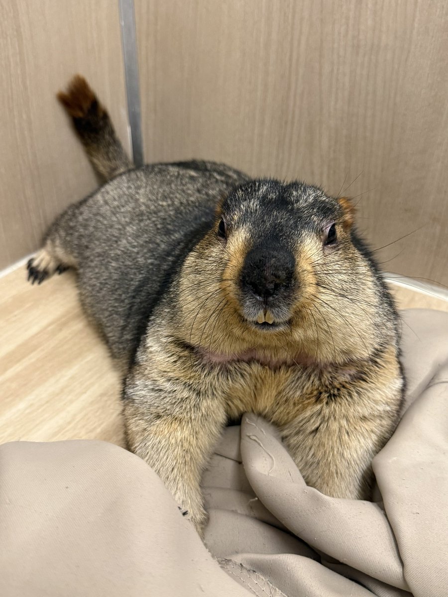 marmot_mamochi's tweet photo. にちようのよる　おわっても
つぎのひやすみだね　なにする？ニコッ https://t.co/mENxO5Kctl