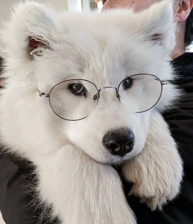 RemiWuppyDoggie's tweet photo. scientists  have stopped  thinking https://t.co/F9rXtceumT