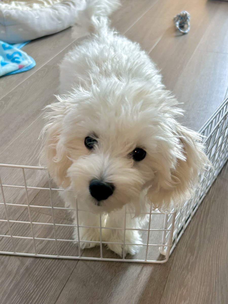 0pirune's tweet photo. いぬぬ犬 https://t.co/raJ028qBIt