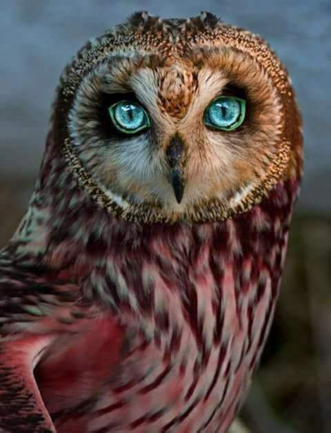 fo2alghem's tweet photo. كيف تكون بهذا الجما�� وتعتبر رمزاً للتشاؤم ؟ https://t.co/Rw82wo1lM6