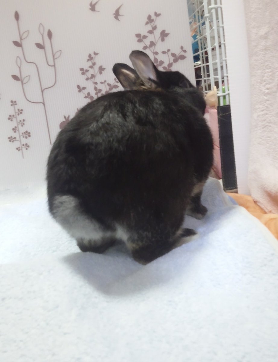 FiboMom's tweet photo. #BunnyButtFriday 
Happy Bunny Butt Friday 🐇♬
Have a nice weekend ! https://t.co/tdKoXPPj9T