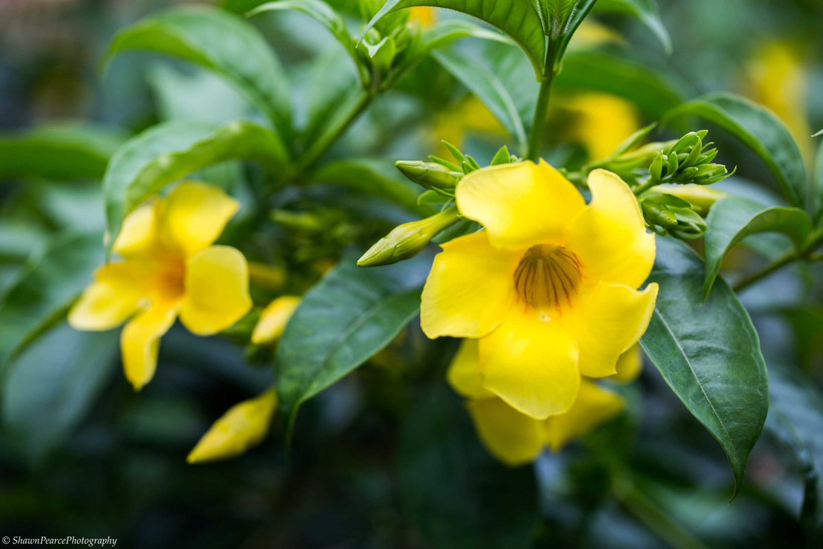 spearcephotos's tweet photo. #flowerfriday #goldentrumpet #flower #flowers #nature #Mauritius #travel https://t.co/SV8xeSYUCR