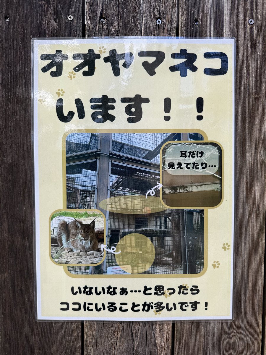 yucca0421's tweet photo. ロキさん
実は草食系男子らしい

見つけやすいように掲示が増えていた

2026.10
#京都市動物園
#オオヤマネコ https://t.co/cfaIICxOtn