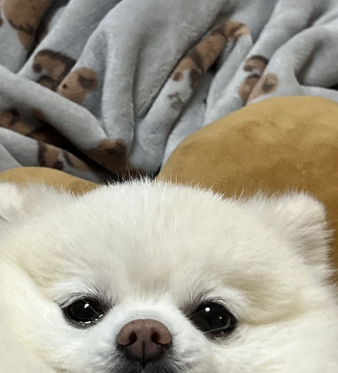 boku_ponchan's tweet photo. 自撮り犬🤳🏼 https://t.co/6pCHLdWm5o