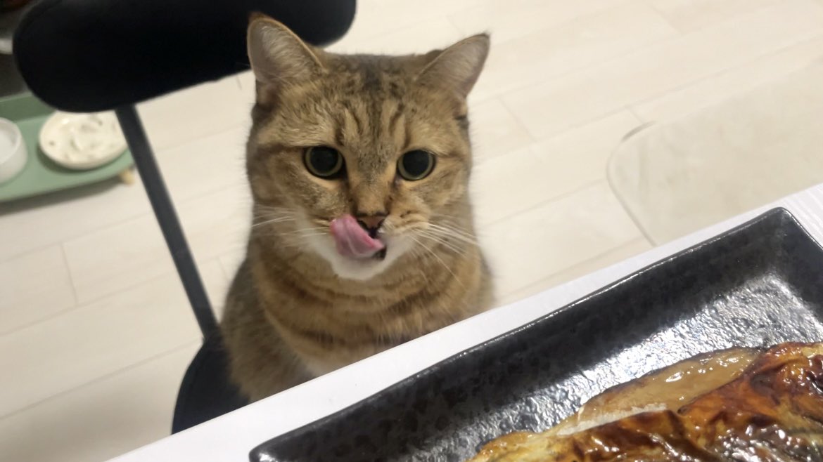 MiniraDiary's tweet photo. サバ買ってきたけど絶対自分のだと思ってる https://t.co/YcQvWDAVO1