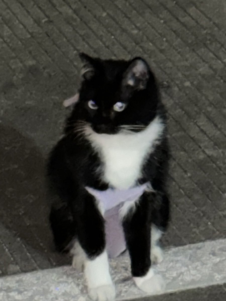 sila3aaob's tweet photo. 这天气冷的 猫猫都穿上衣服了 https://t.co/NszJGqUngF