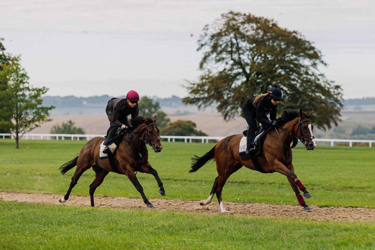 Archie_Watson's tweet photo. Fille Etoile and Brodie leading Rogue Enforcer and Will as they power up The Long ⚡️🐎

#ArchieWatsonRacing https://t.co/iuqxEJYHid