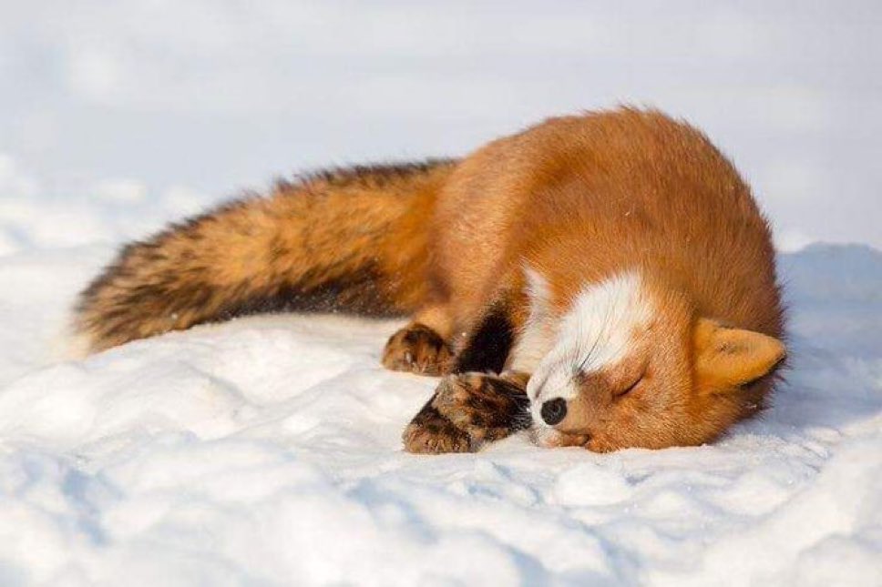ElmeroIan's tweet photo. #FoxFriday https://t.co/4tFbcc1PCA