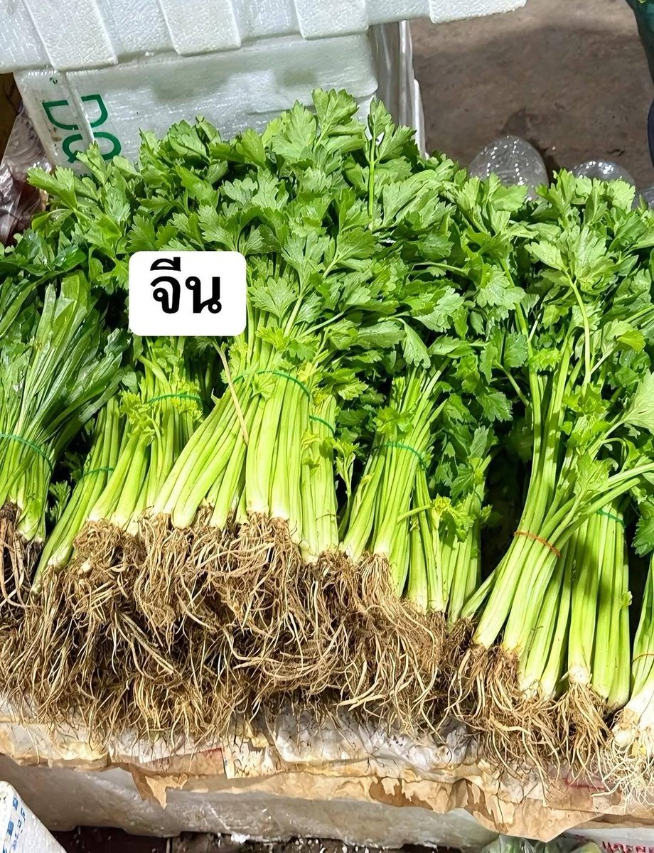KanidthaO's tweet photo. 🇨🇳 #ขึ้นฉ่ายจีน (นำเข้า)
• ก้าน/ต้น: เรียวยาวใหญ่ๆ, เรียงตัวตรงเป็นแนวตั้งแน่น, ไม่กางออก
• ใบ: ใบสีเขียวเข้มกว่ามาก, ดูเขียวปี๋, แฉกใบใหญ่และหนาแน่นกว่า หอมอ่อนกว่า
• ราก: รากฝอยยาวและชัดเจนกว่า

🇹🇭ขึ้นฉ่ายไทย
• ก้านต้น: สั้นกว่า  สีเขียวอ่อน, แผ่กางออก ไม่ตั้งตรงแน่น
• ใบ: สีเขียวอ่อนกว่าชัดเจน, แฉกใบเล็กและละเอียด, ดูเป็นพุ่มกางออก
• กลิ่น: หอมฉุนแรงกว่า
• ขนาด: โดยรวมเล็กและสั้นกว่าของจีนมาก