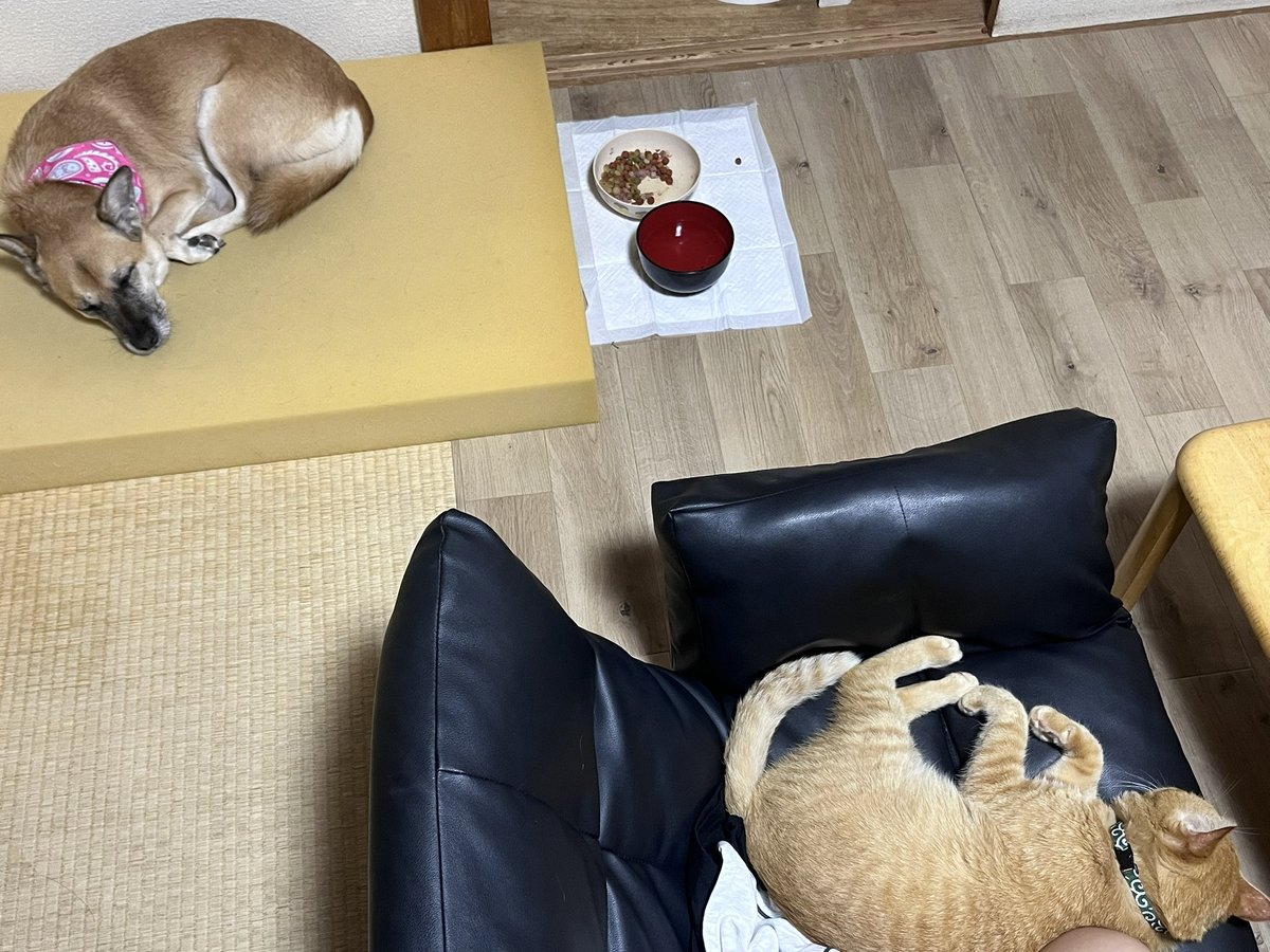 NANA95976009's tweet photo. 猫の里親さんが決まりました。
下の住人さんに飼われてる時から外で猫に挨拶したり触ったり、猫を可愛がってた方です。
家も私の家からそんなに遠くないので、これからも猫ちゃんの投稿ができることになりました🙌　
たくさんの方々にお世話になりました。
救われました。ありがとうございました！ https://t.co/bOj1kSxuCg