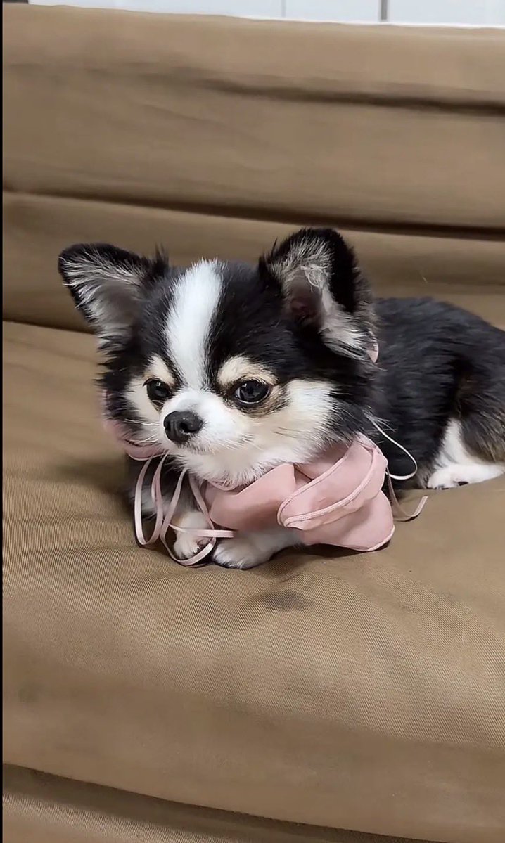 kawaii_nagaiki's tweet photo. 【今日のもちょ配信】
こんな手抜きのお手、みたことない

🐶「…ほらよっと（お手）」 https://t.co/5cvifhictz