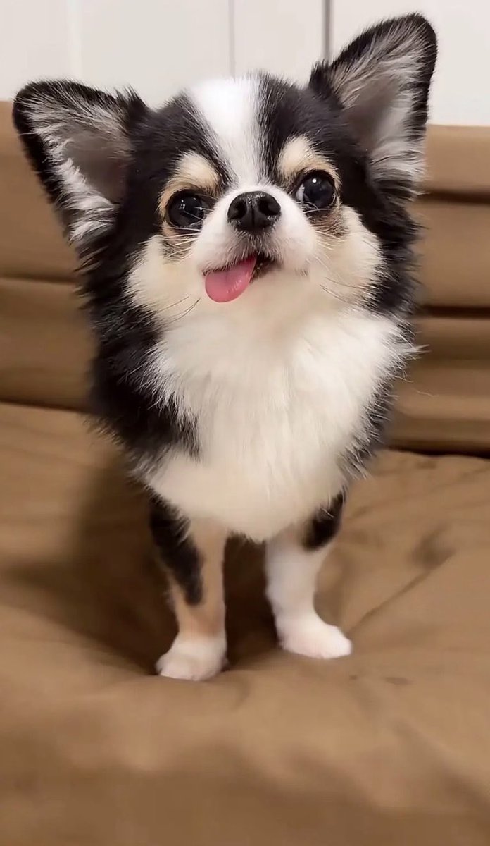 kawaii_nagaiki's tweet photo. 【今日のもちょ配信】
こんな手抜きのお手、みたことない

🐶「…ほらよっと（お手）」 https://t.co/5cvifhictz