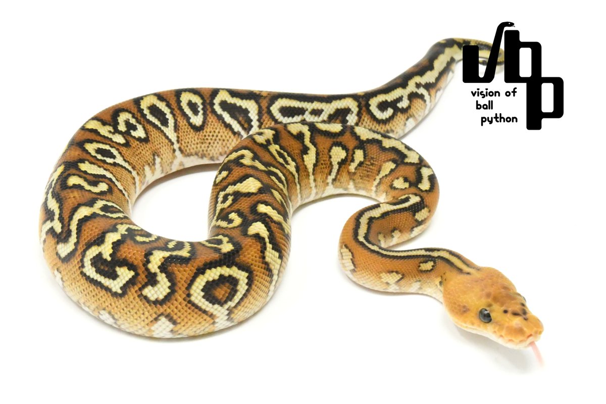 vbp_ballpython's tweet photo. 🔥JPCB&amp;vbpCB公開のお知らせ🔥

当店らしいラインナップから、未来を担うおもしろペアなどなど
ハイレベルな個体をご覧いただけるかと思います😳
お見逃しなく😎

在庫個体はこちらからご確認いただけます。

https://t.co/G4VWtKCUGX

お問い合わせお待ちしております😆 https://t.co/E9iAoCjpcG