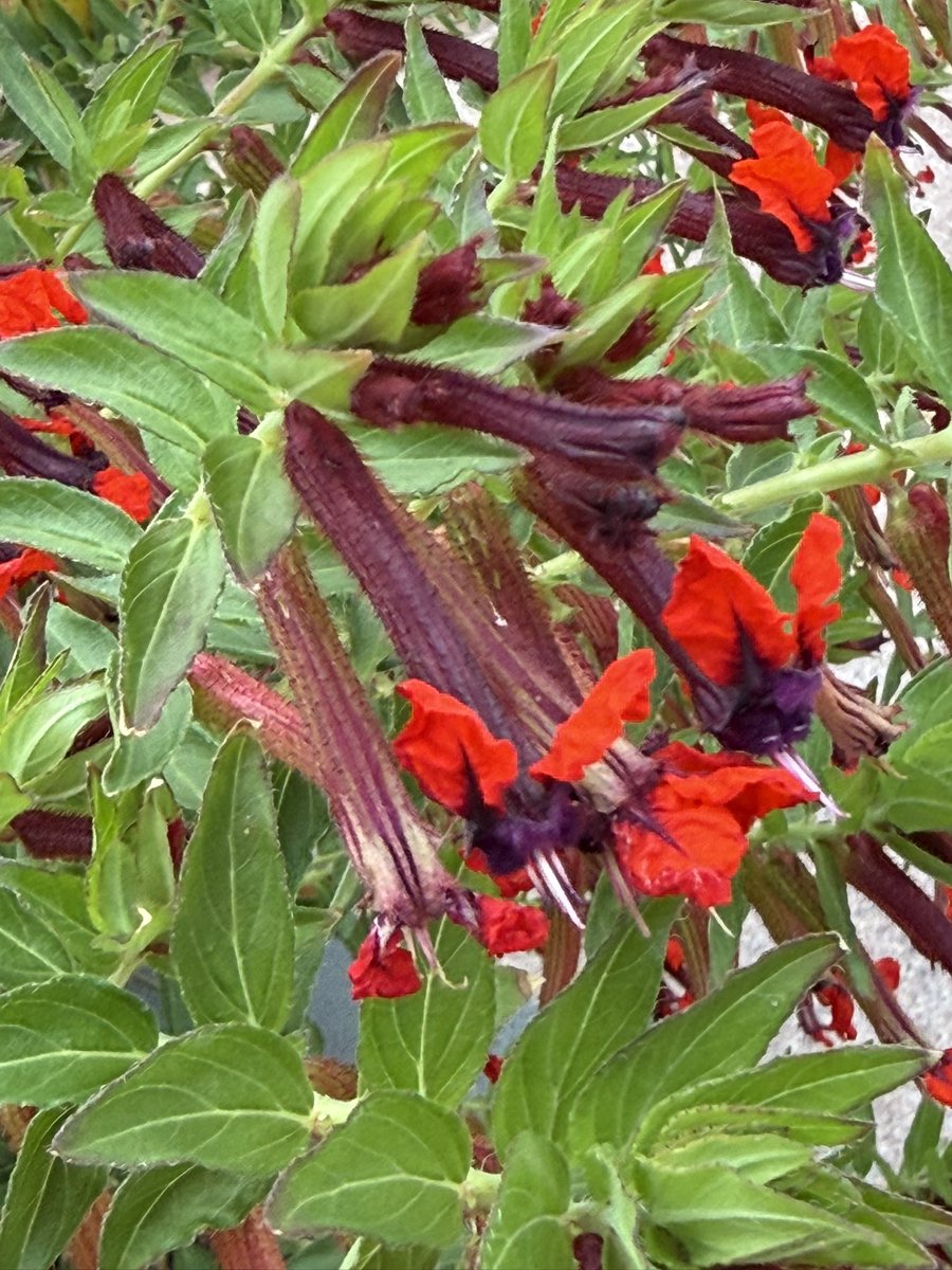 WDCGardener's tweet photo. Happy #flowerfriday! I’m obsessed with this bat-faced cuphea (Cuphea llavea) at the @usbotanicgarden - perfect for a #gothgarden and Halloween. #gardendc #gothgardening 🦇 https://t.co/snzxrBVtAw