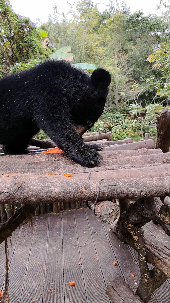 KAYAKUDA_DonDon's tweet photo. クマ🐻の可愛い動画拡散されると困る人がいるらしい
対抗してわざわざ箱罠に掛かったクマ脅かして恐怖映像作ったが逆効果で自爆したらしい

というわけでどうぞ https://t.co/CfxD0vx1QT