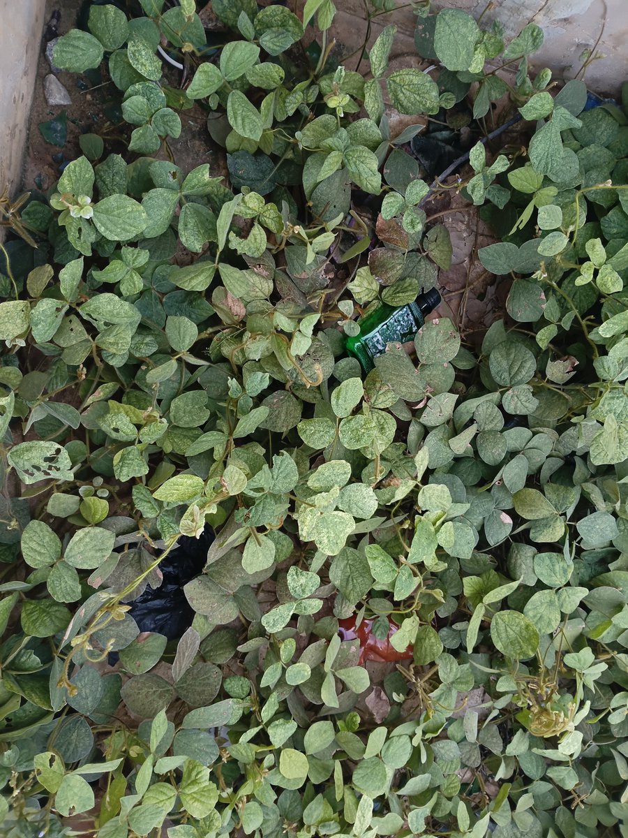 AsheTijani's tweet photo. fifty-day streak. this is not a coincidence. this is a calling.

Day 53 · proof of grass 🌿

$TOUCHGRASS #TouchGrass #ProofOfGrass
@XTouchGrass https://t.co/vD5InpMWbQ