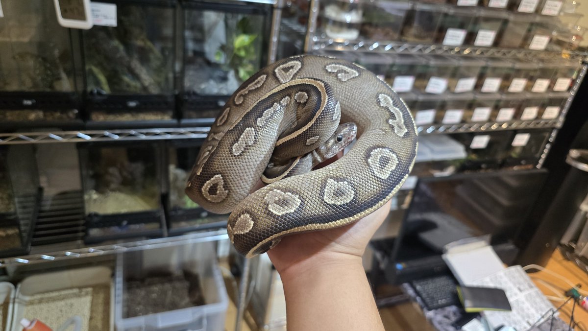 boku_kurimanju's tweet photo. 俺は好きだったけど売れなかったから、ほぼうちの子
Mojave Mahogany ♀ https://t.co/CTPwfbgmGQ