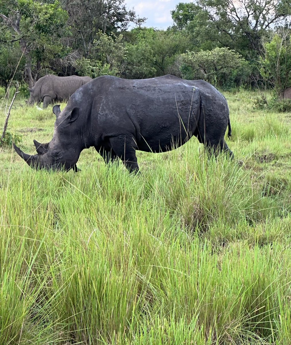 yessika333's tweet photo. Walking Safari met de witte neushoornfamilie Madame en Augusto. https://t.co/e7MuxTufLC