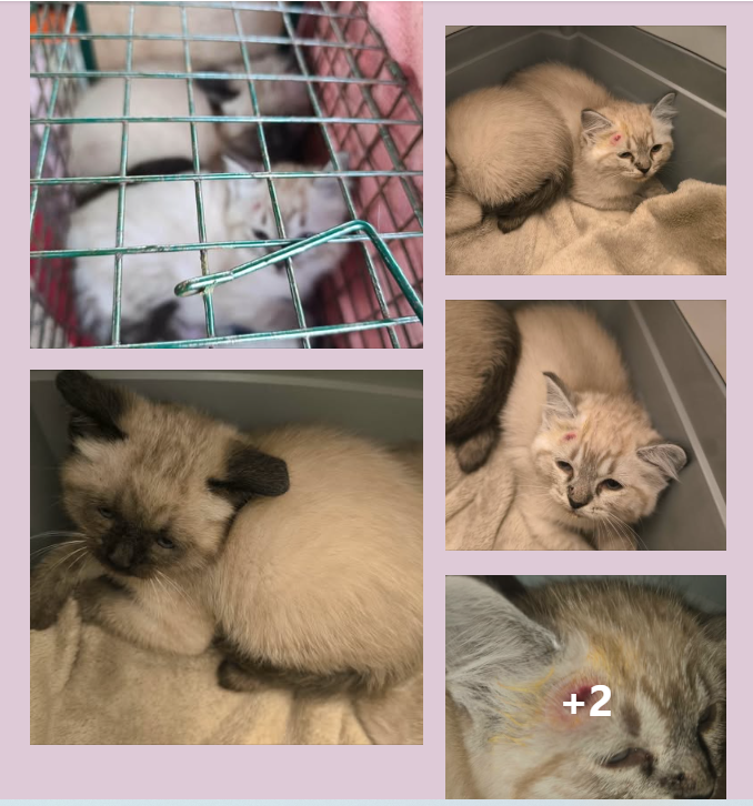justineducern's tweet photo. Un petit coucou à notre amie Annick que l'on oublie pas , présidente de l'asso/refuge Un Félin pour la vie de Donges ds le 44 (entre Nantes et St Nazaire)et qui trappe et met à l'abri chats et chatons qui lui sont signalés pour les sauver.
Son site FBK⬇️
https://t.co/NwCt3aOc8y https://t.co/7TYMe8Upoa